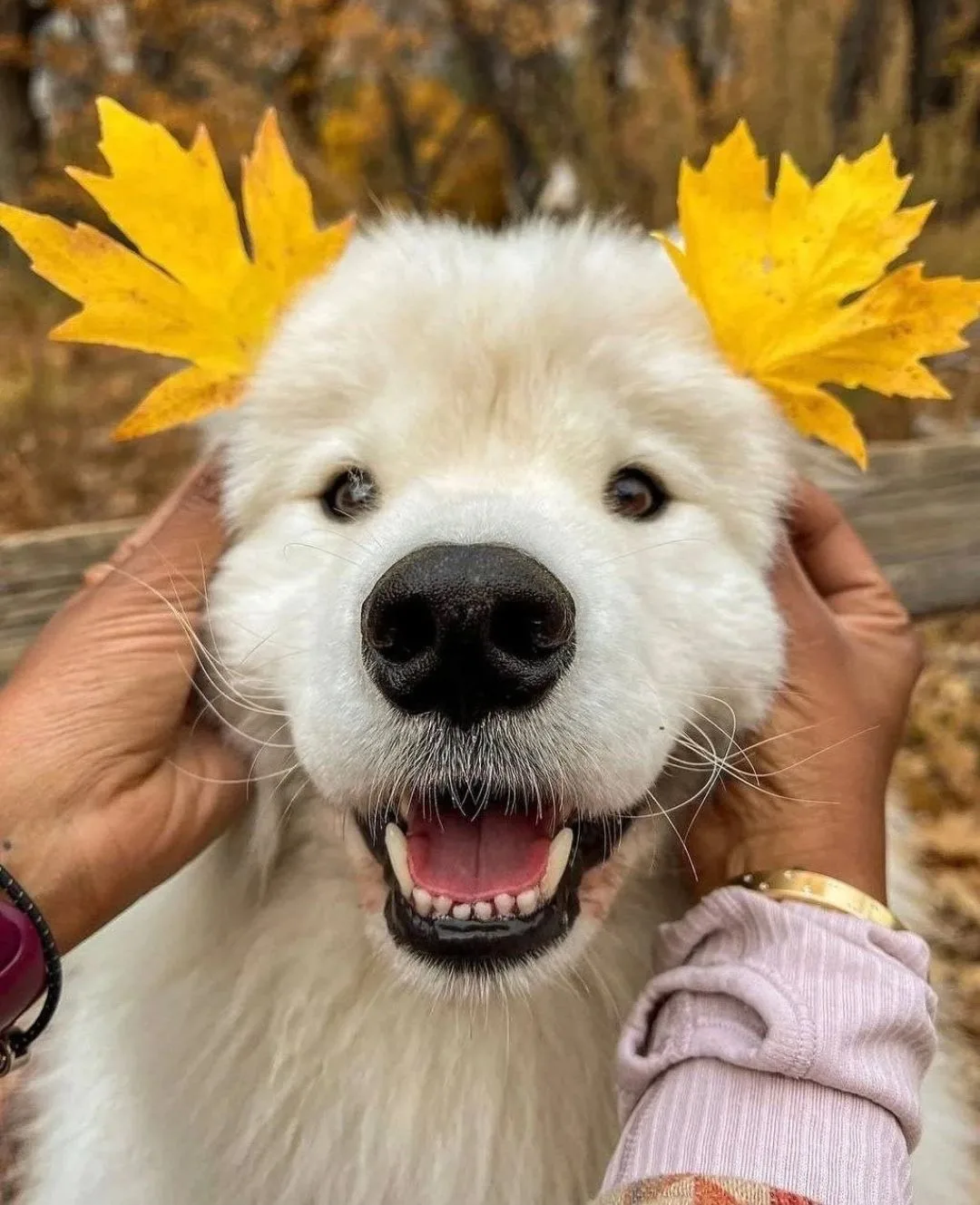Доброе, осеннее, утро🍁☀️💕