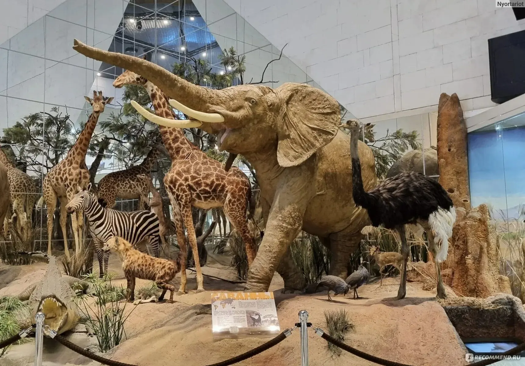 🦖 Бесплатно в Дарвиновский музей - 16 октября