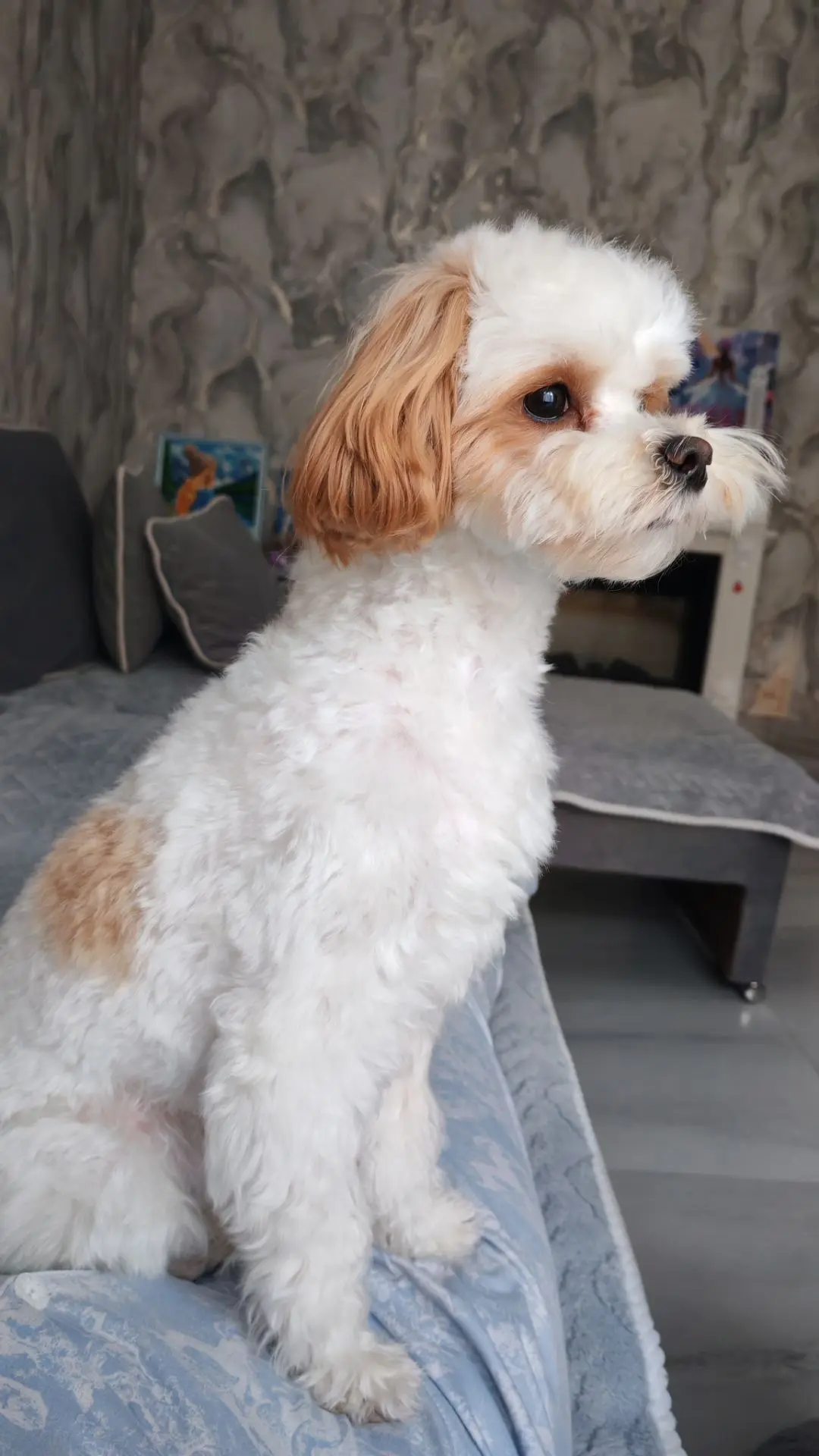 😍🐶🐾