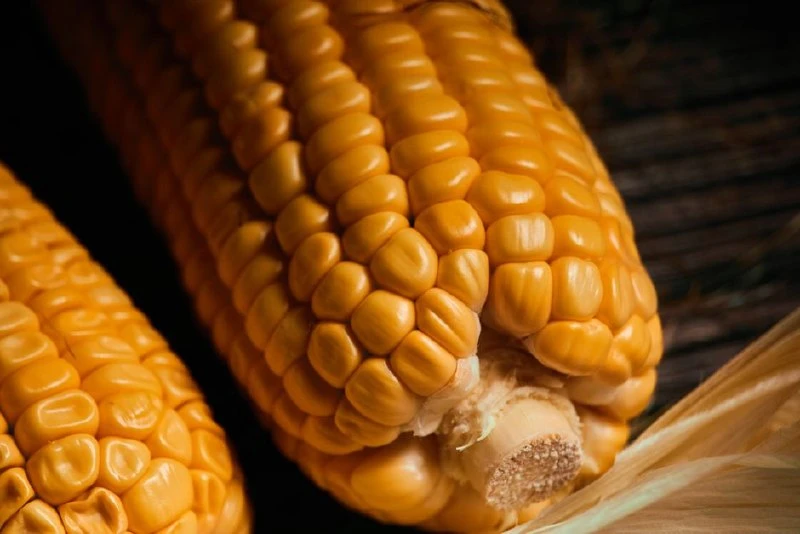 🌽 Кукуруза разочаровала? Початки подскажут, что было не так