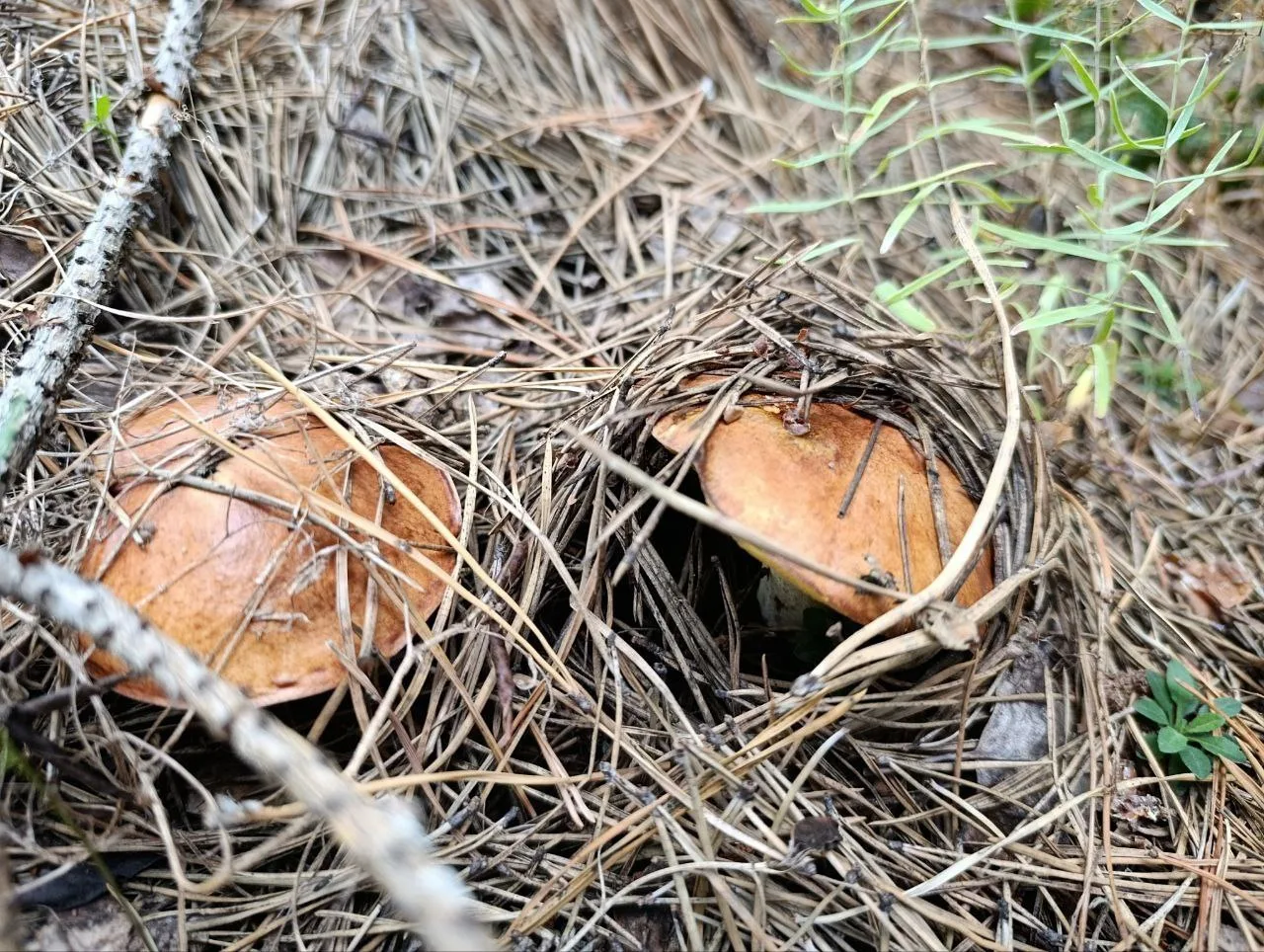 🍄 Саратовцам назвали самые грибные районы области