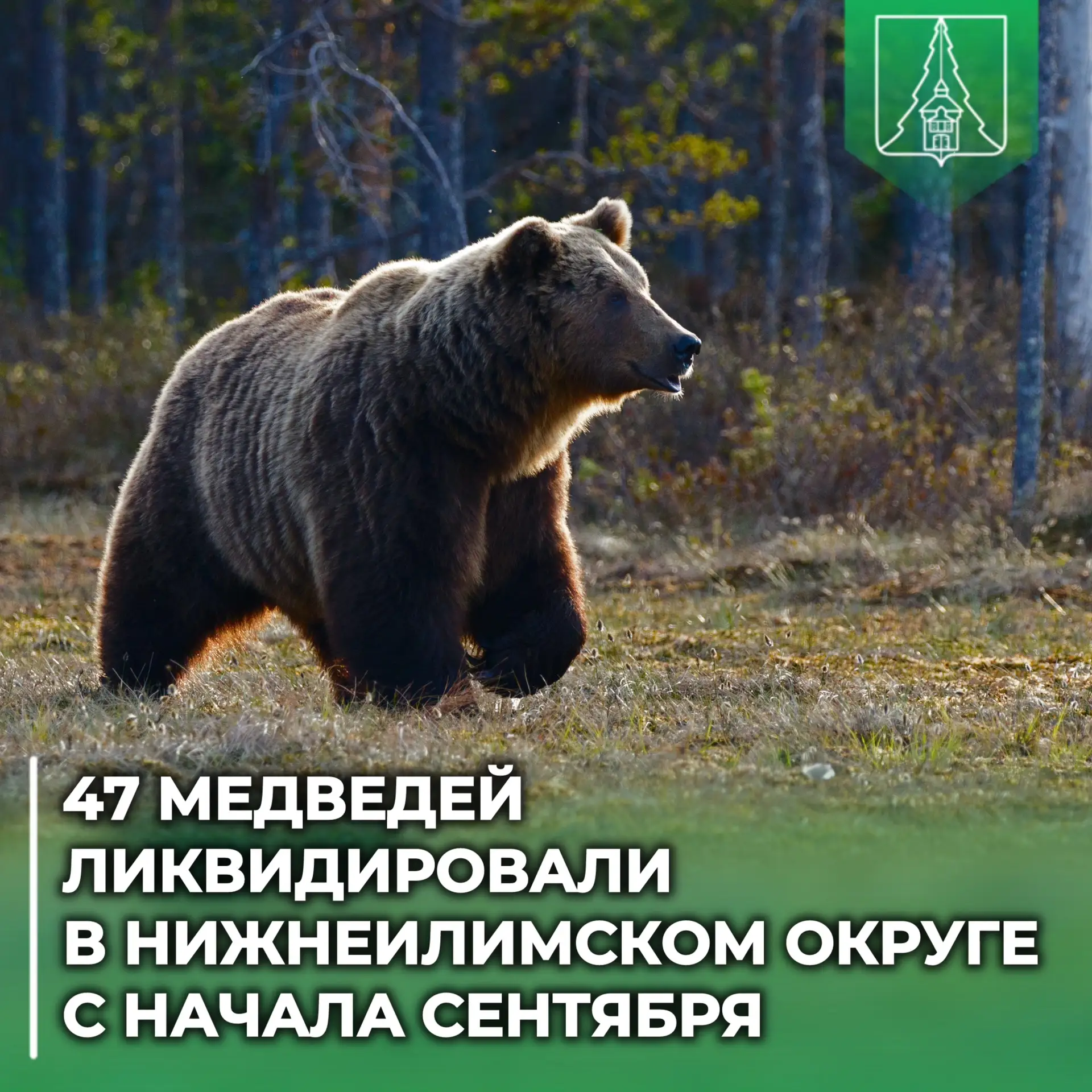 ⚠️ 47 медведей ликвидировали в Нижнеилимском округе с начала сентября