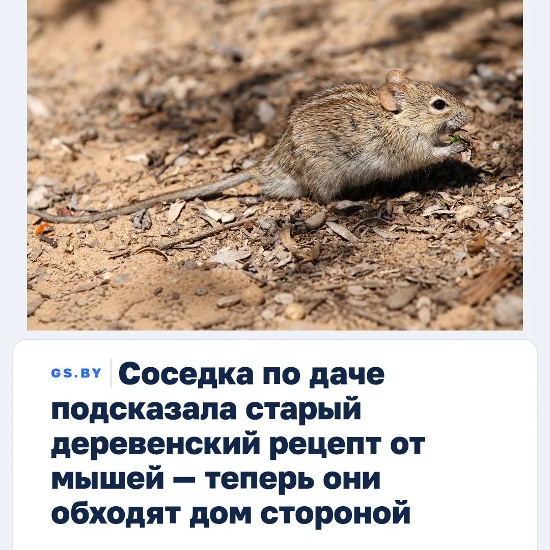 Всего одна домашняя смесь — и мышам становится неуютно в доме.
