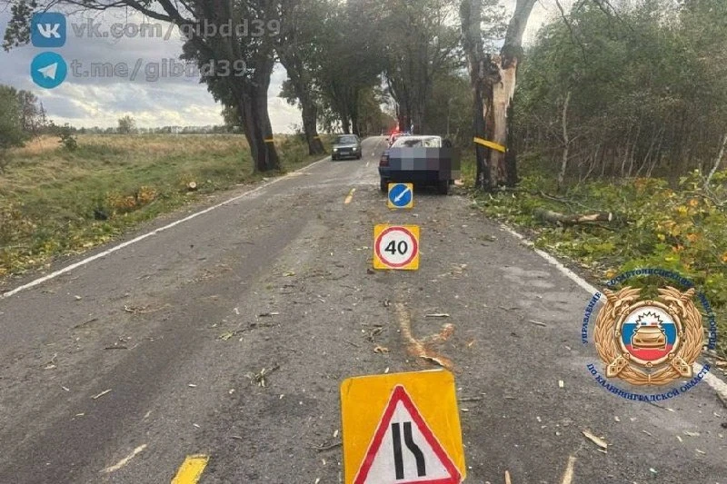 Расшатанное штормом дерево упало на движущийся автомобиль — пострадали два человека.