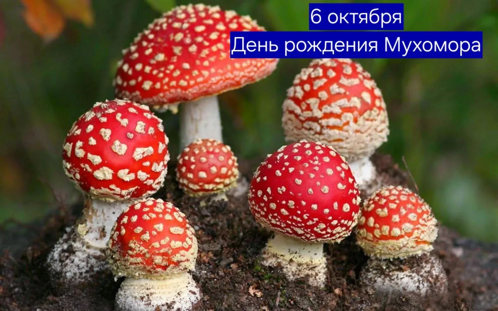 В средней группе "Пчелки" прошел тематический день🍄 Мухомора.