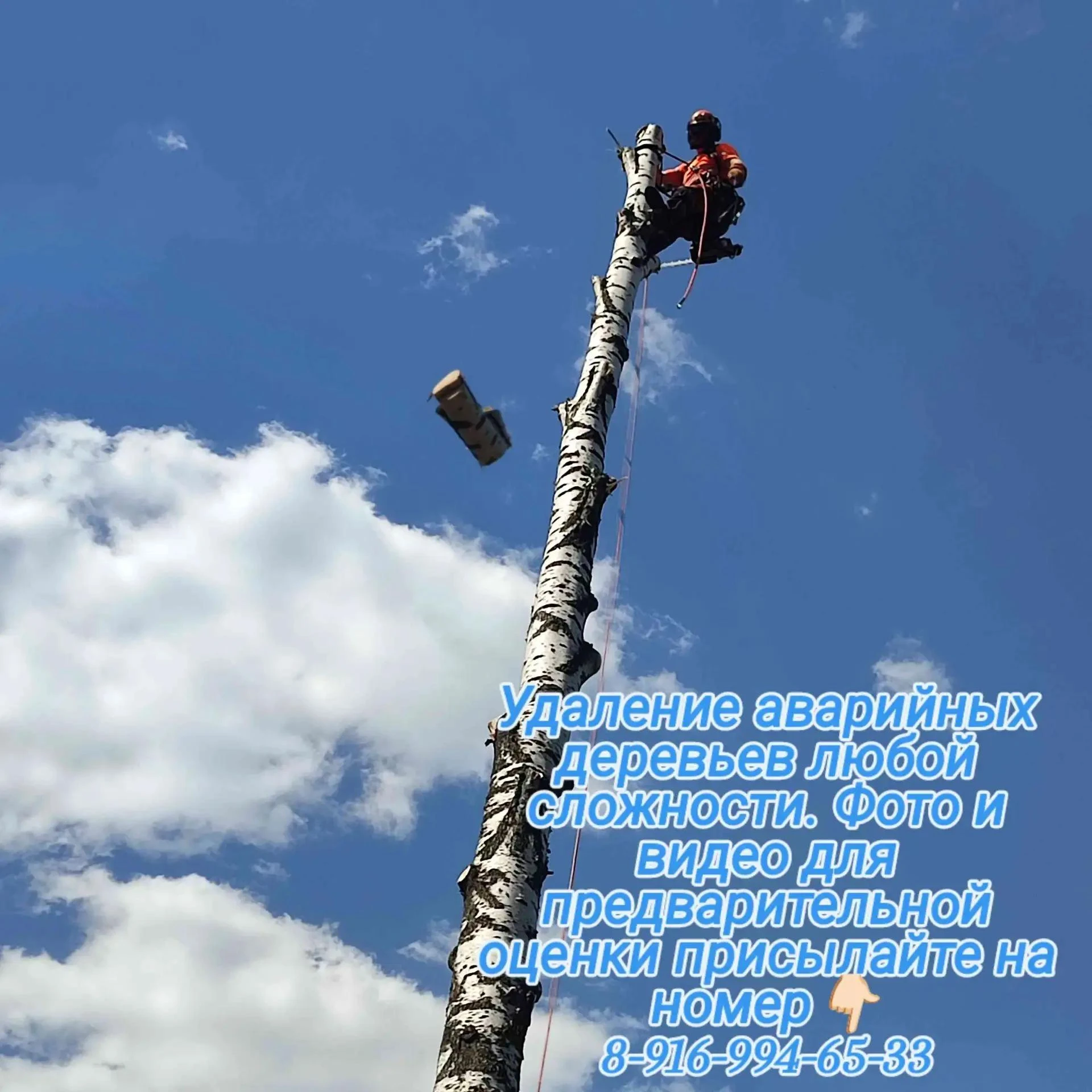 Оказываем услуги по удалению аварийных деревьев 🌳 любой сложности,измельчения веток🌿 ...