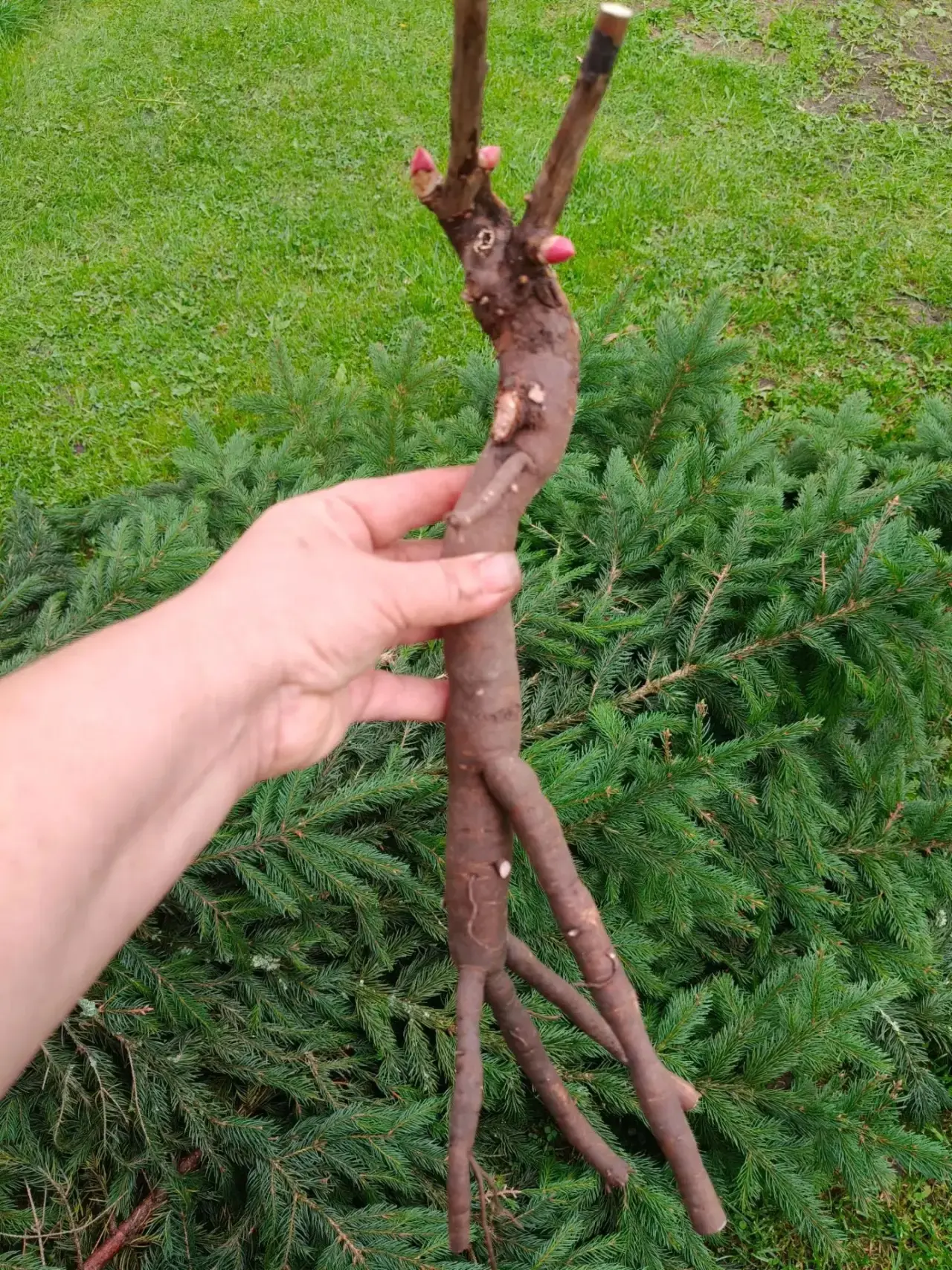 Укорачивать ли корень при посадке?