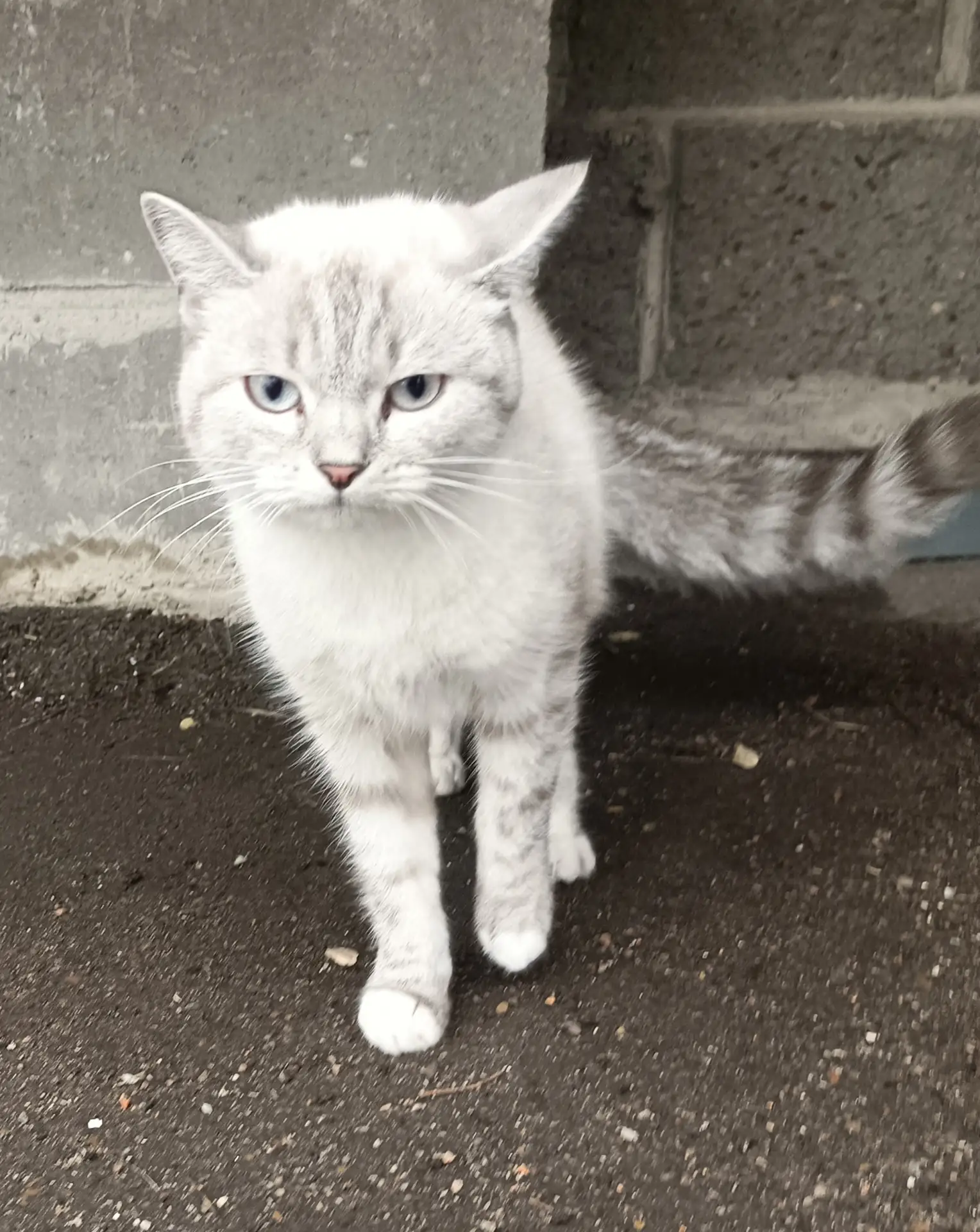 На ВТС от голода загибается вот эта кошка. Никто не узнает своего питомца? Она так набр...