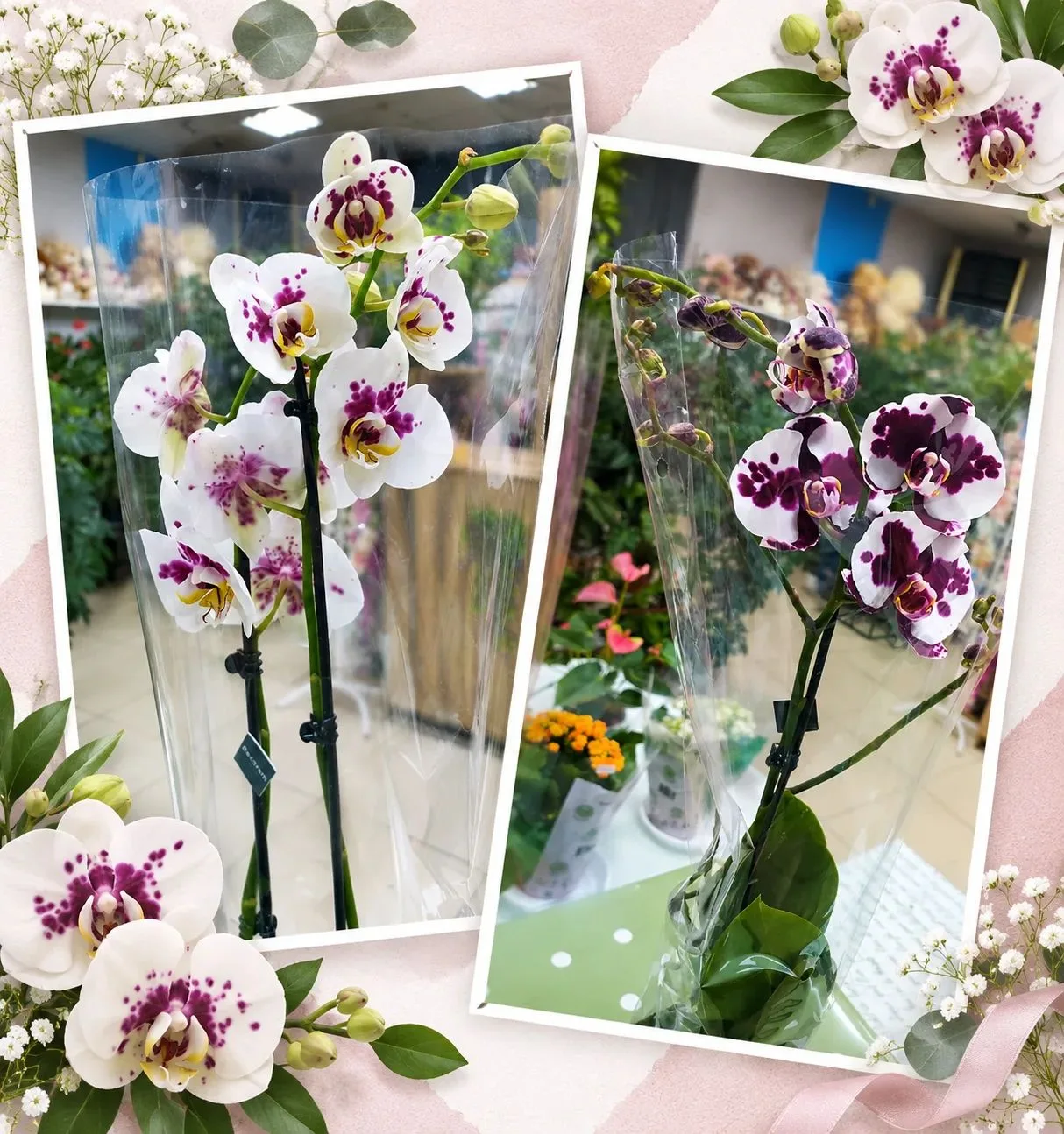 💐 Новые красотки  в магазине 💐