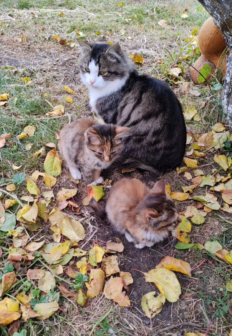 Дилемма весь вечер у нас 😆🐈‍⬛