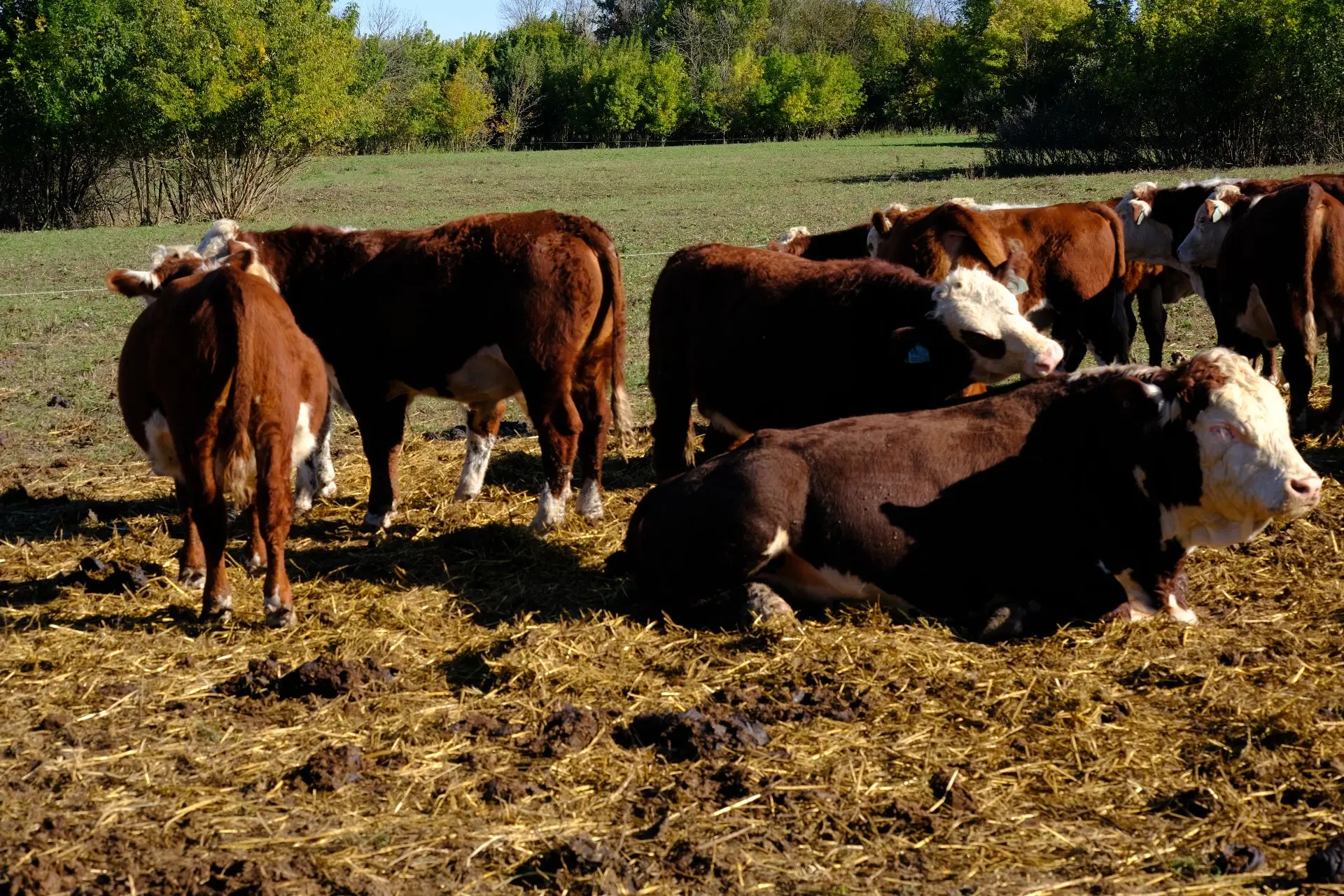 ⚡️🐄Разведение крупного рогатого скота - дело непростое, требующее полной самоотдачи. Т...