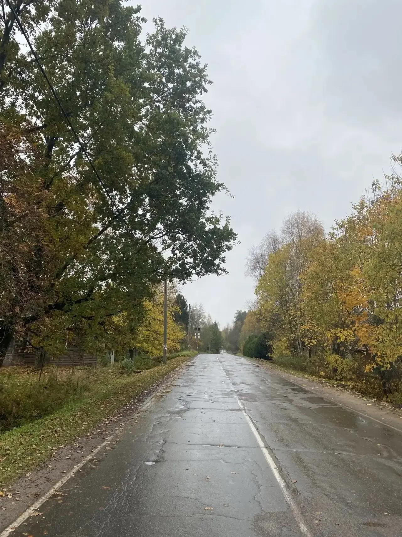 В Чаще моросит.