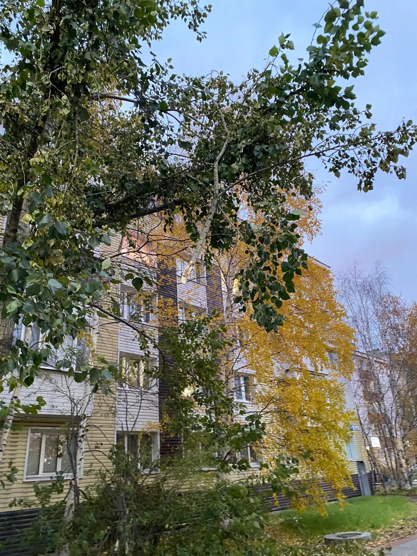 Когда все поломанные ветки по городу уберут?! Висит на Ленина, 28