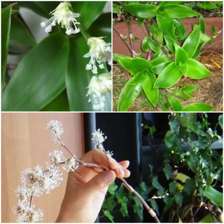 🌿О целебных свойствах золотого уса (КАЛЛИЗИЯ)