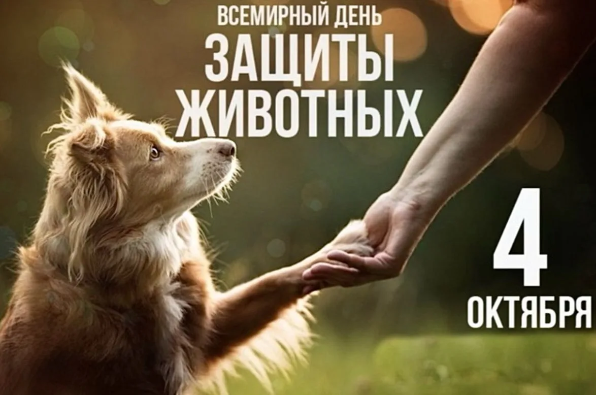 4 октября — Всемирный день защиты животных🐶