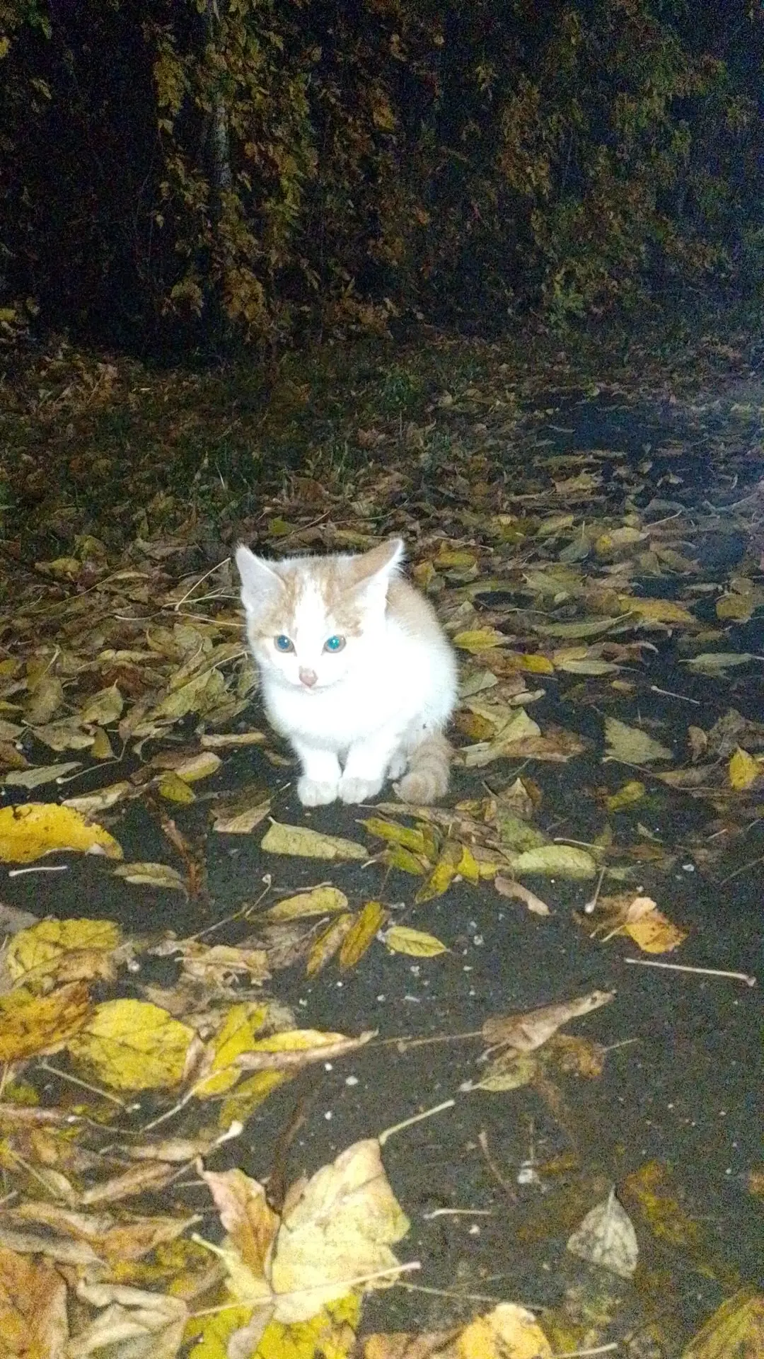 🐾 ИЩУ ДОМ! 🐾