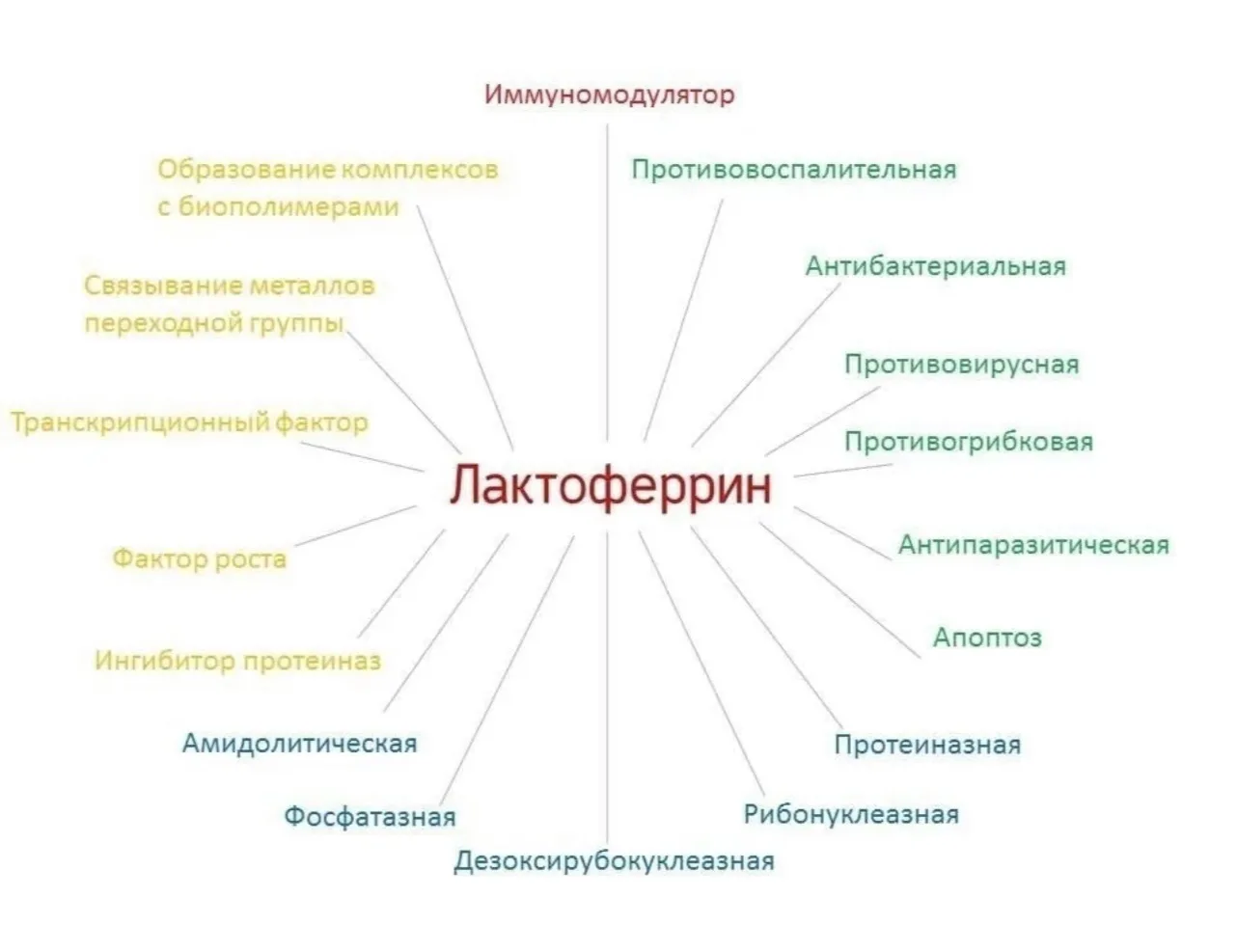 Для чего нужен лактоферрин?