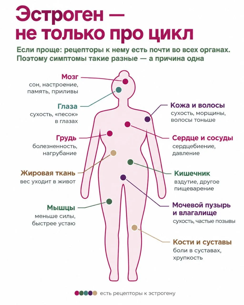 Эстроген — не только про цикл. Почему менопауза затрагивает весь организм