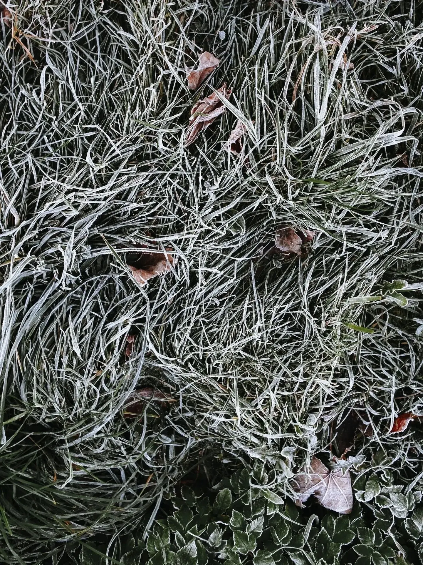 ❄️ Морозное утро в Приморском районе
