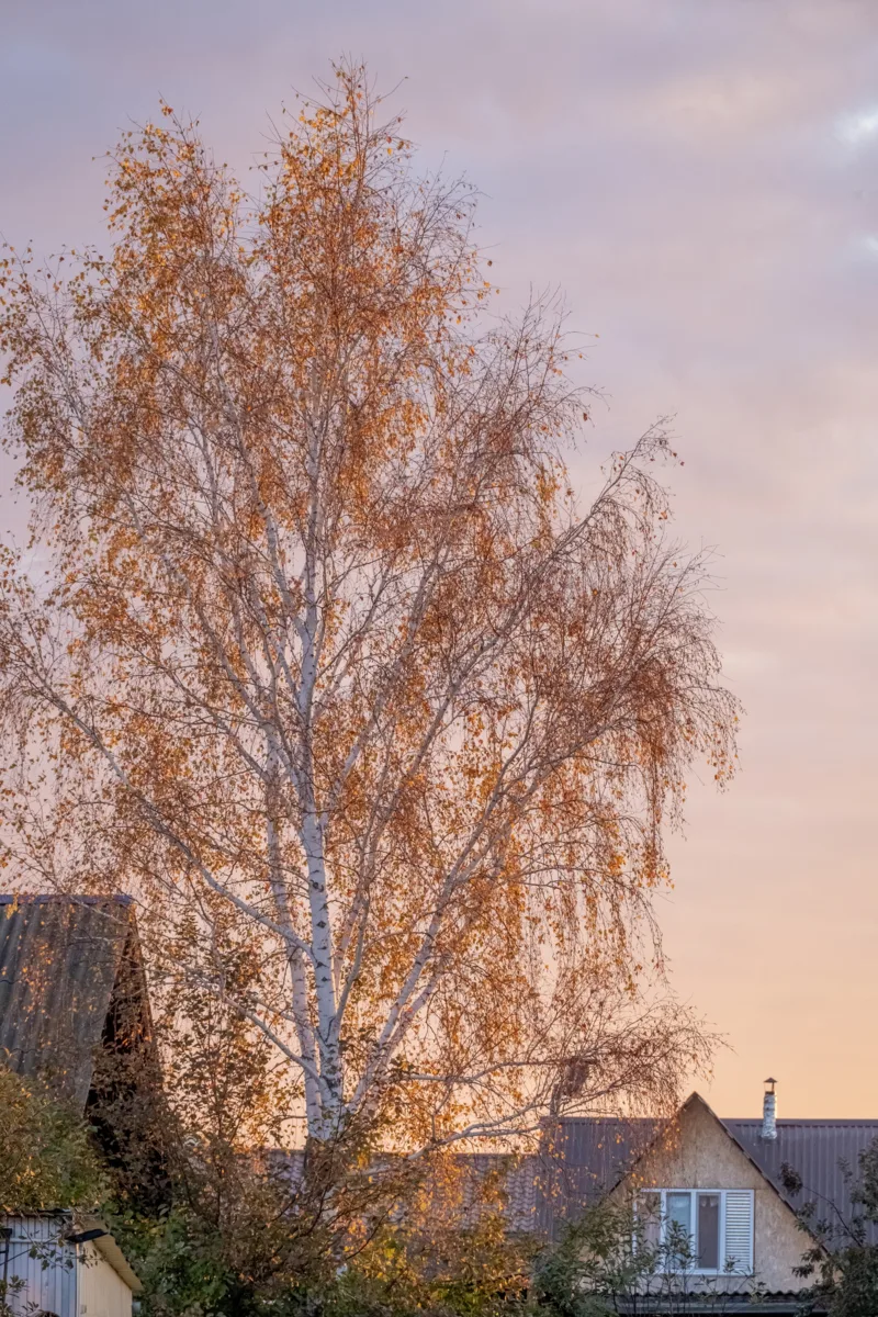 🍂 Медные листья