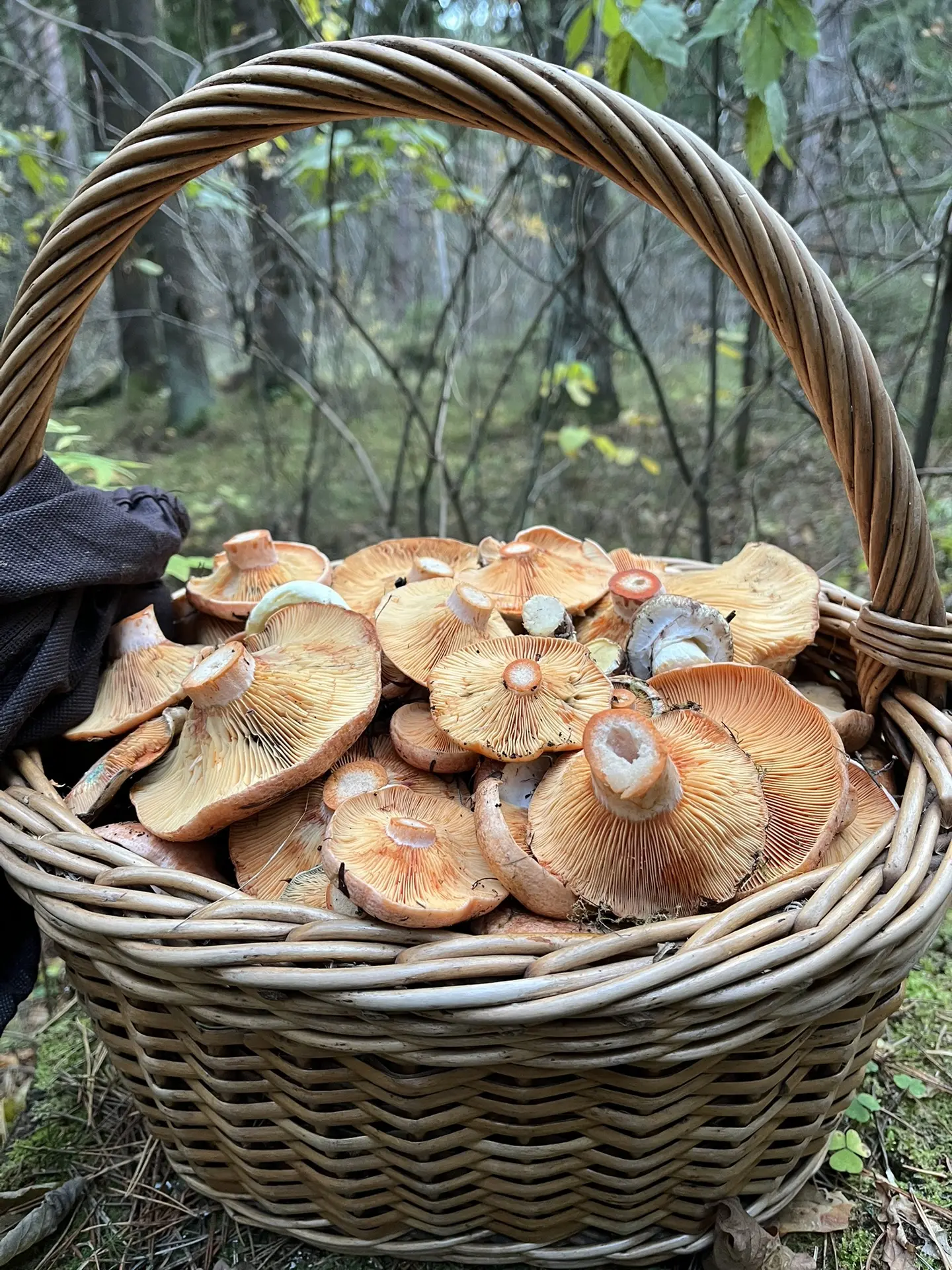 Орехово Зуевский район.