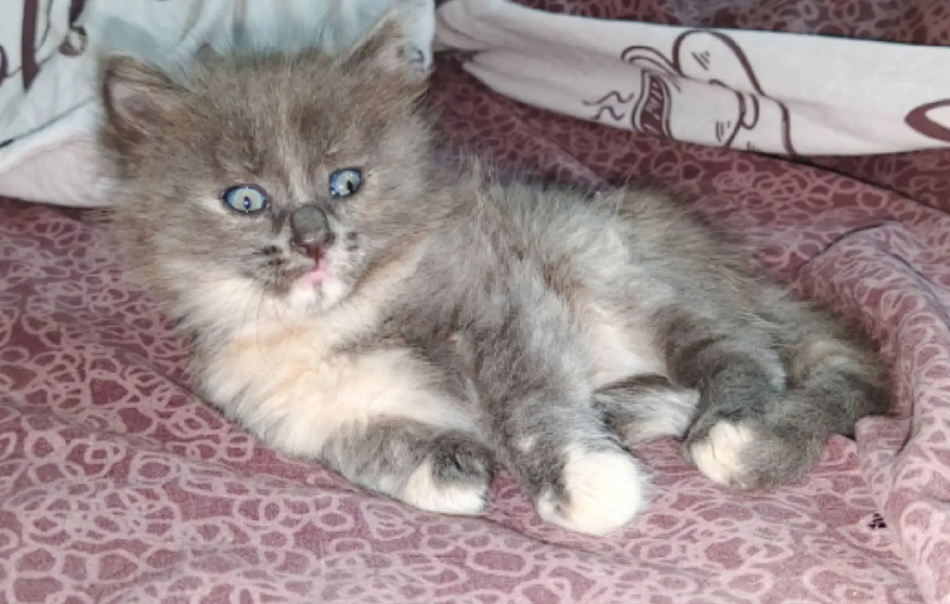Отдам кошечку