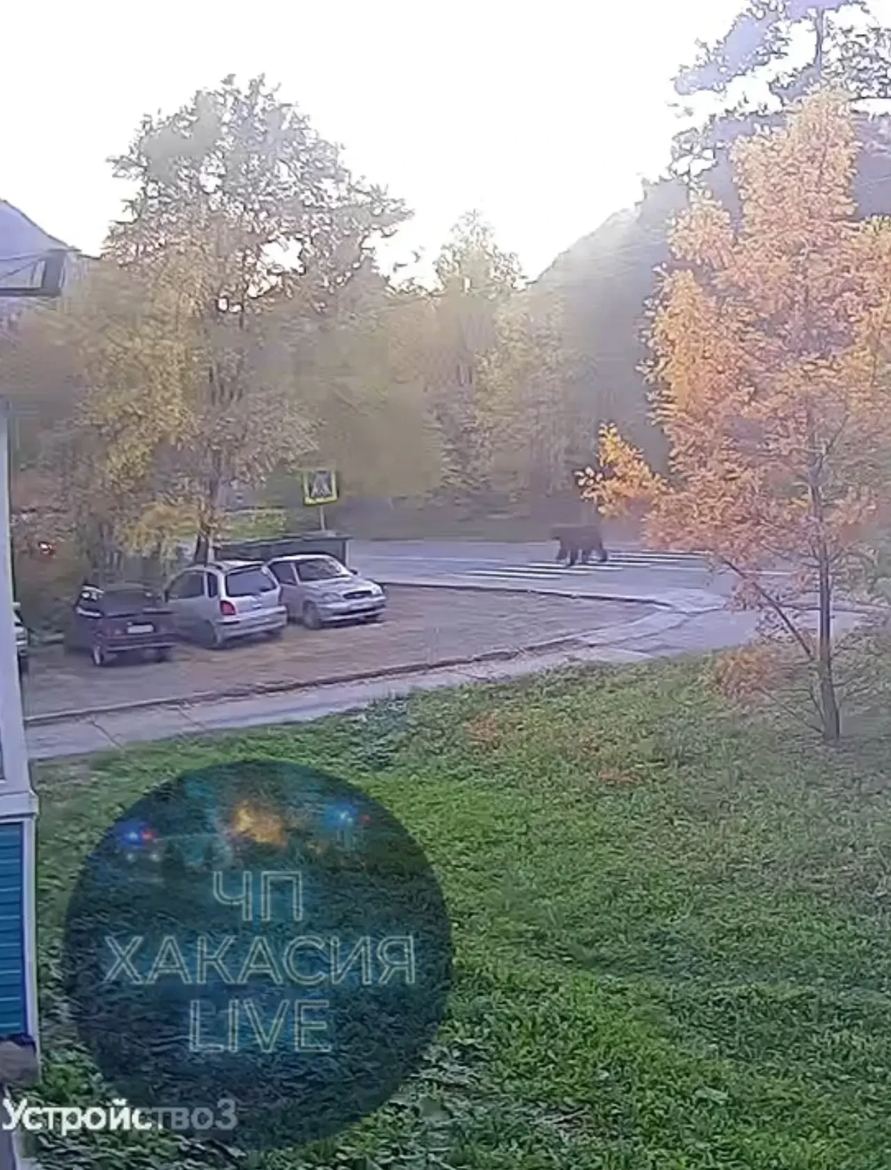❗Около полу часа назад в Черёмушки зашёл медведь, в данный момент его застрелили.