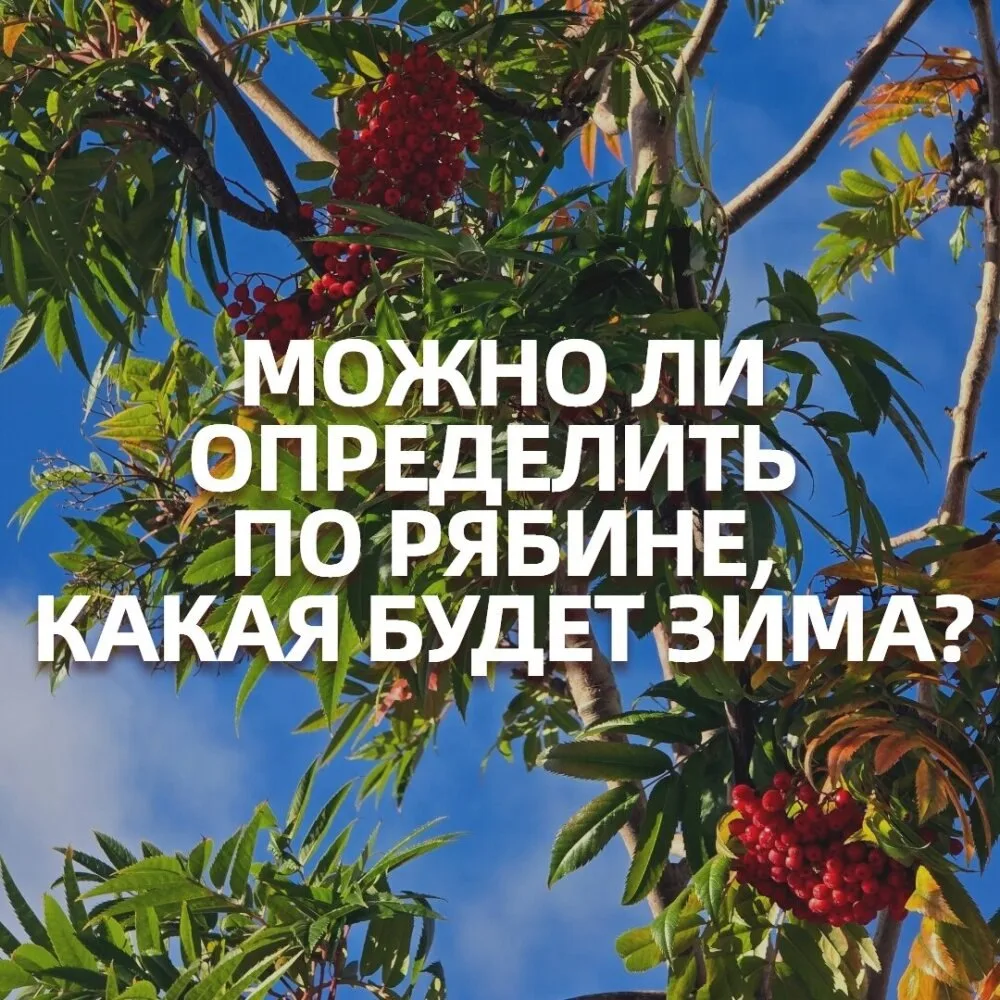Ягоды рябины — признак, по которому можно определить зиму? Говорят, если их много, то з...