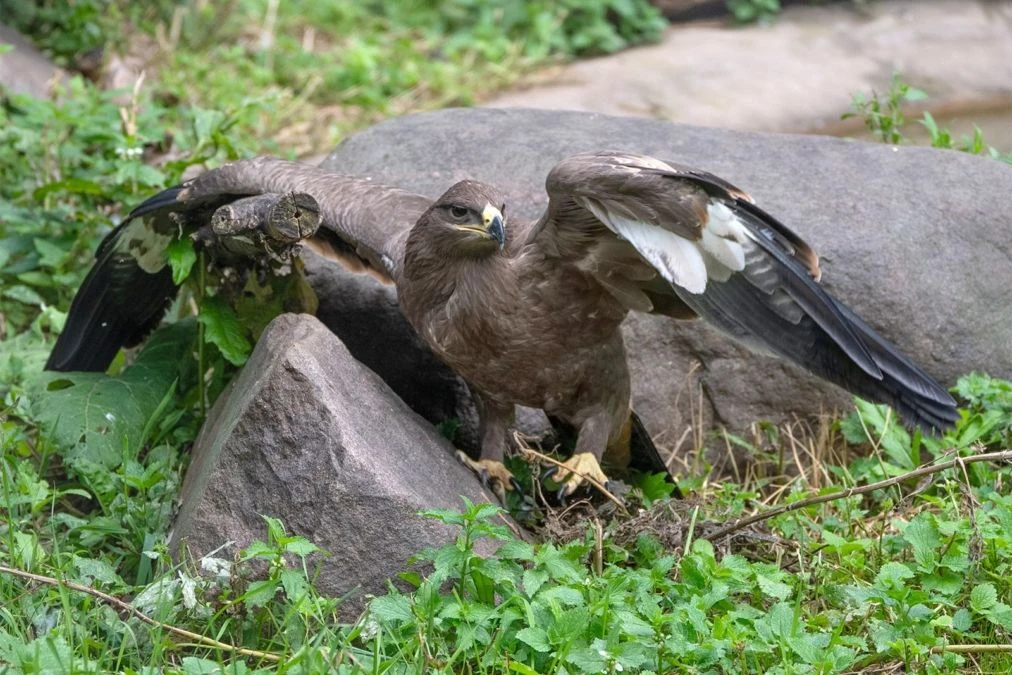 🦅 ВЫБРАТЬ ИМЯ ДЛЯ СТЕПНОГО НАСЛЕДНИКА