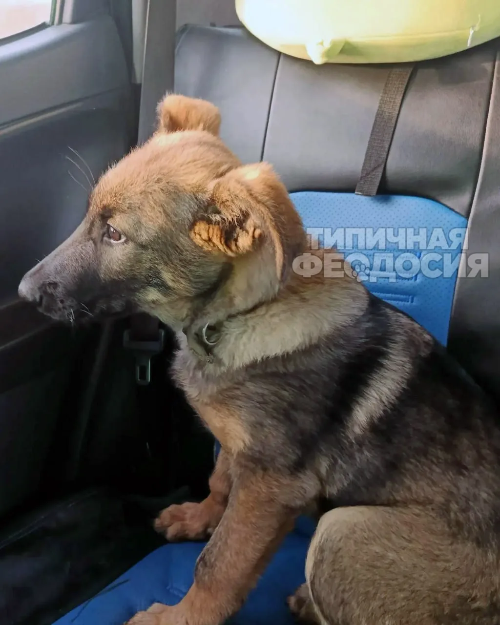 ❗️🐕Найдена в поле между Ближним и Очистными. Девочка молодая, в ошейнике, ласковая. Кт...