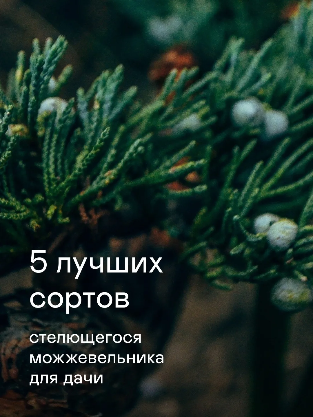 Стелющиеся мжжевельники