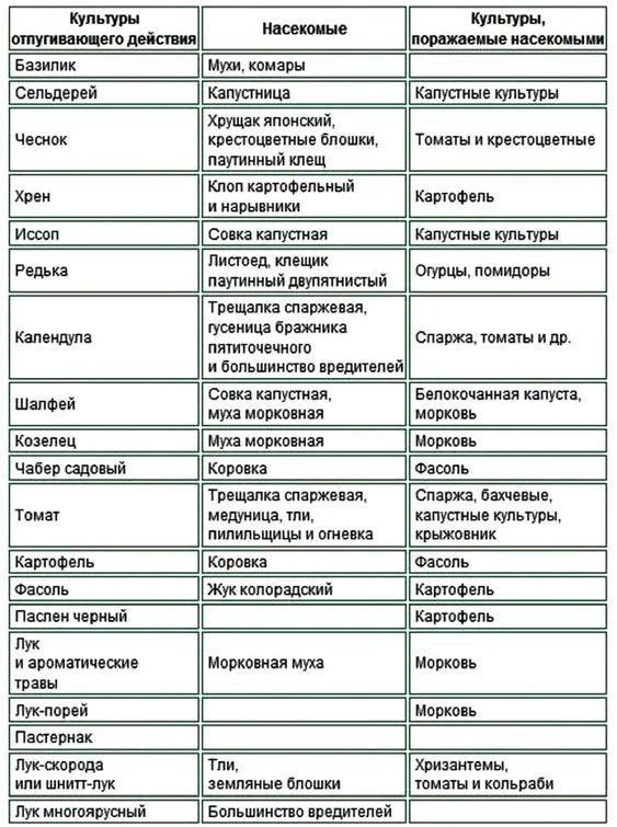 Растения, обладающие отпугивающим действием на вредителей огорода.