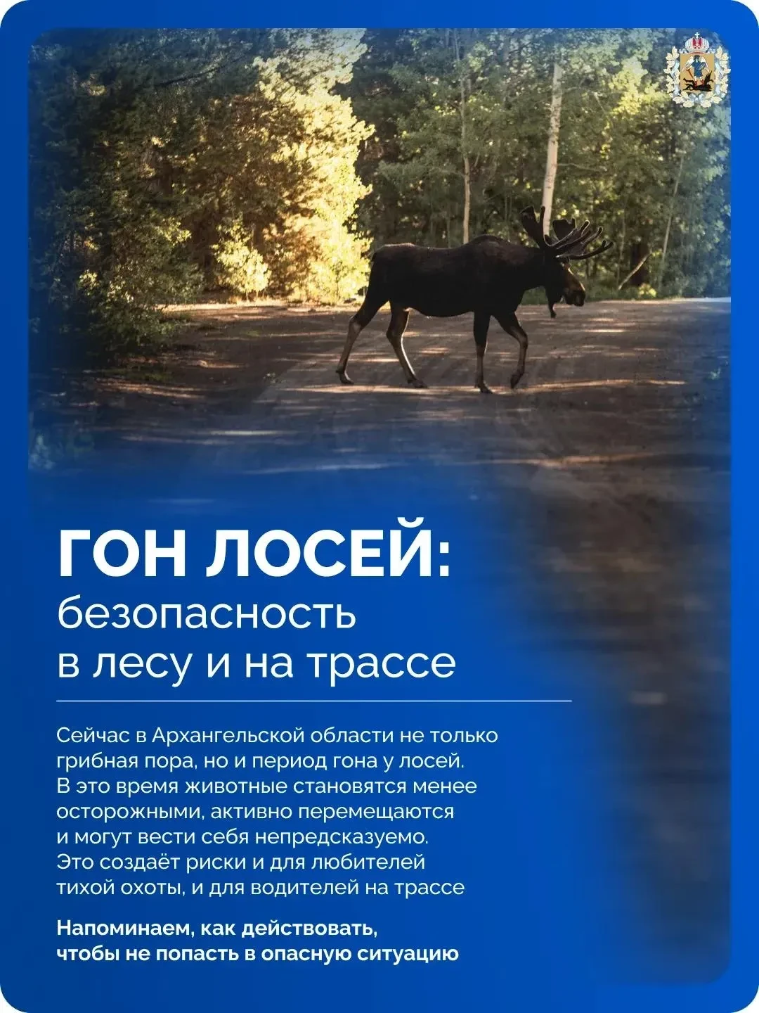🫎 В лесах Поморья самый пик брачного сезона у лосей. В этот период животные становятся...