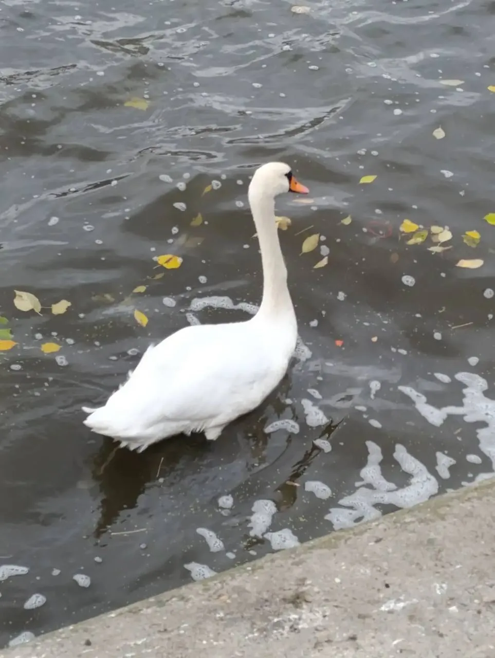 🦢 У причала «Печатники» уже больше недели живёт лебедь, отбившийся от стаи