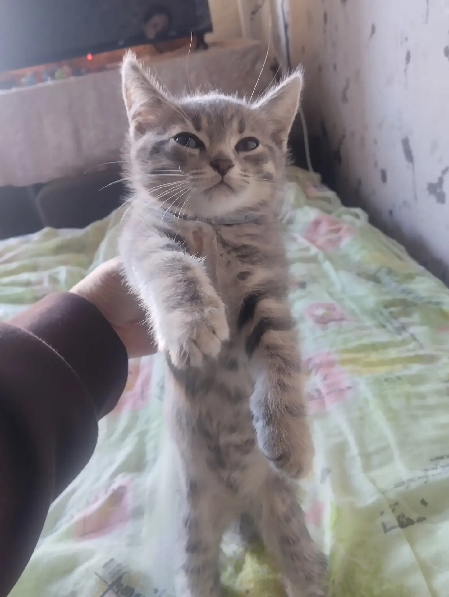 Отдам даром катенка 3ий мес мальчик.звонить 89517503884