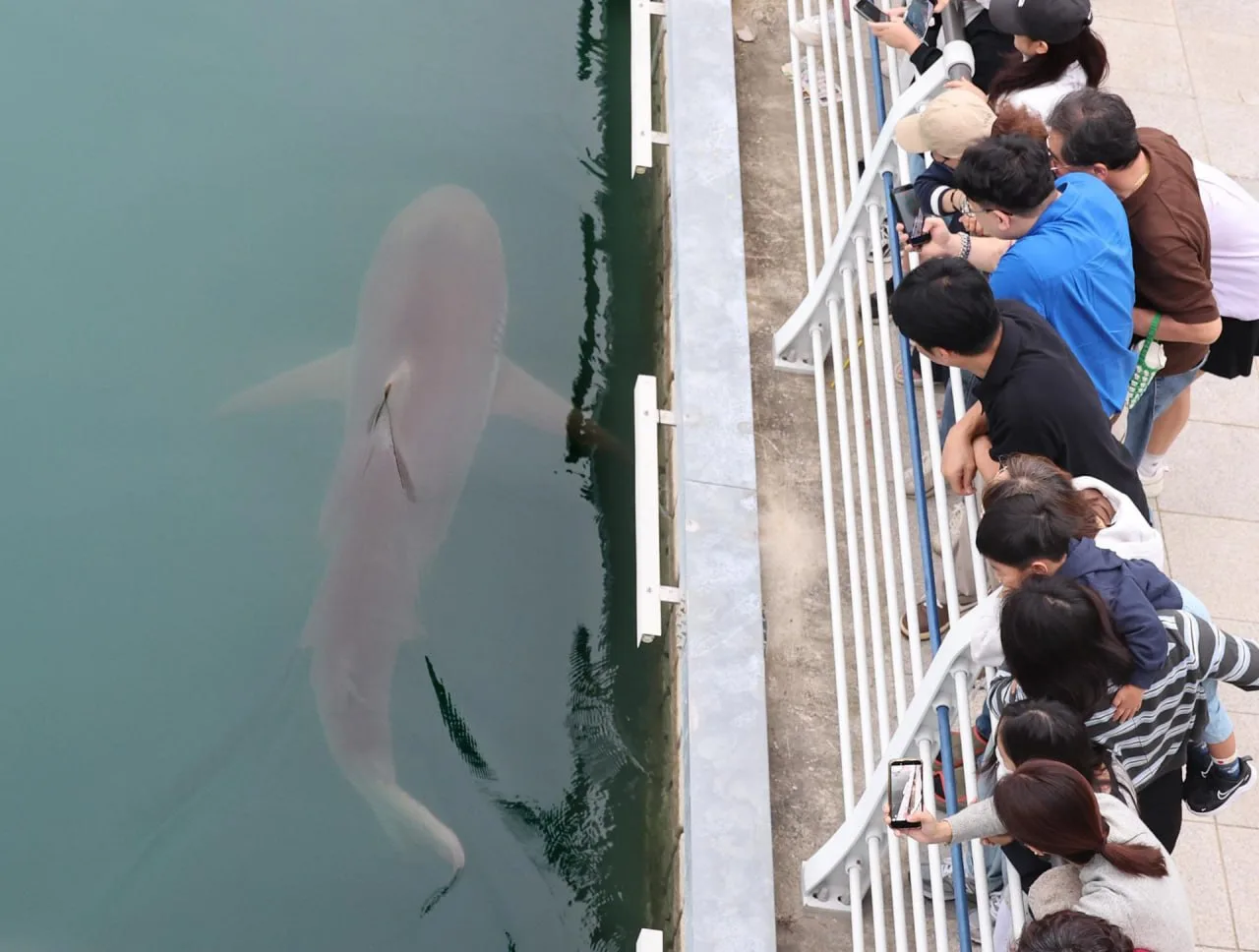 В Южной Корее акула поселилась посреди города и стала местной знаменитостью 🦈