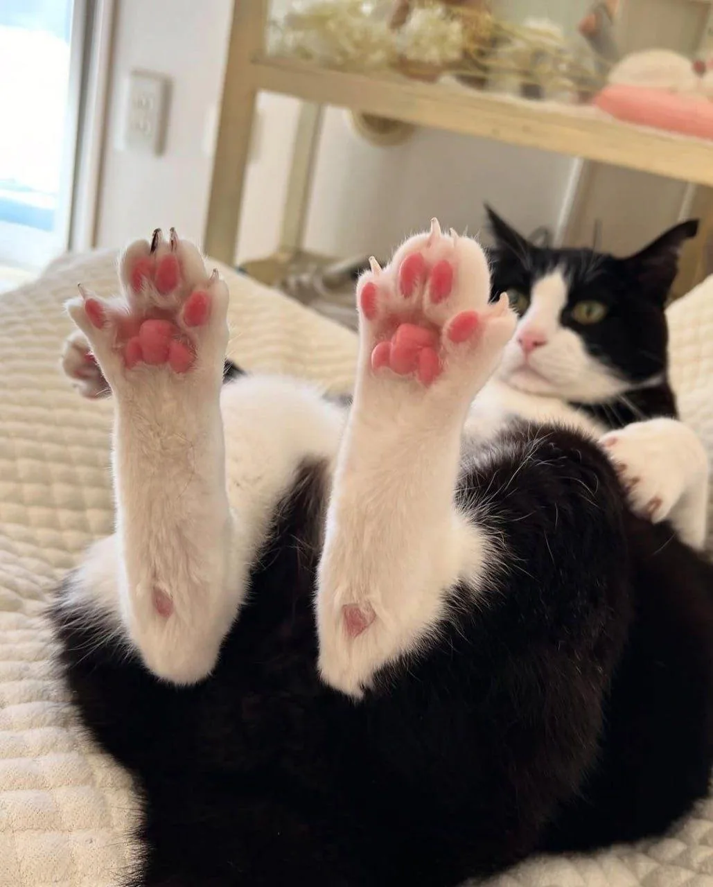 Любимые лапки 😻