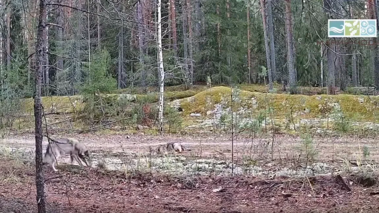 🐺 Волки активизировались в лесах Марий Эл — хищников засняли на видео!