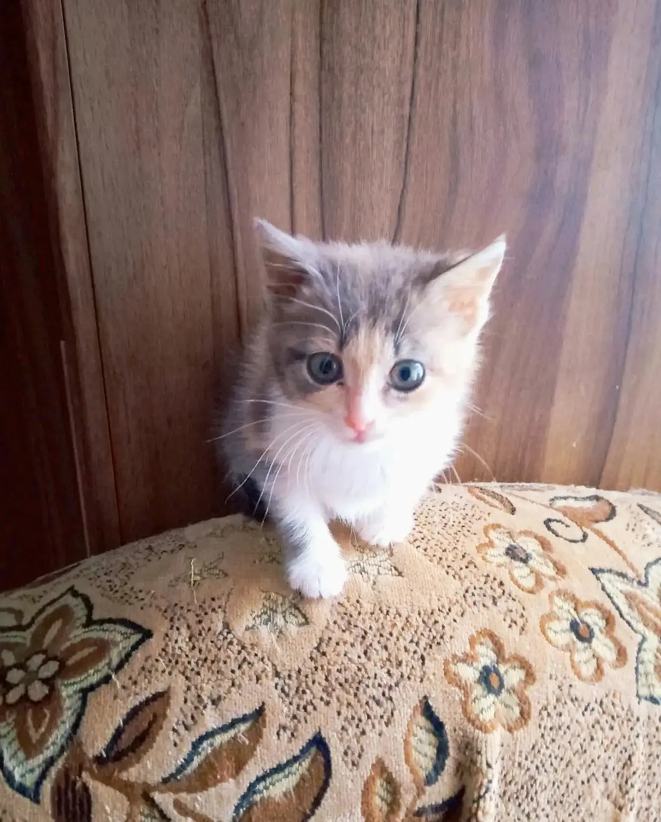 🐾 Ищем дом для самой уютной кошечки на свете!