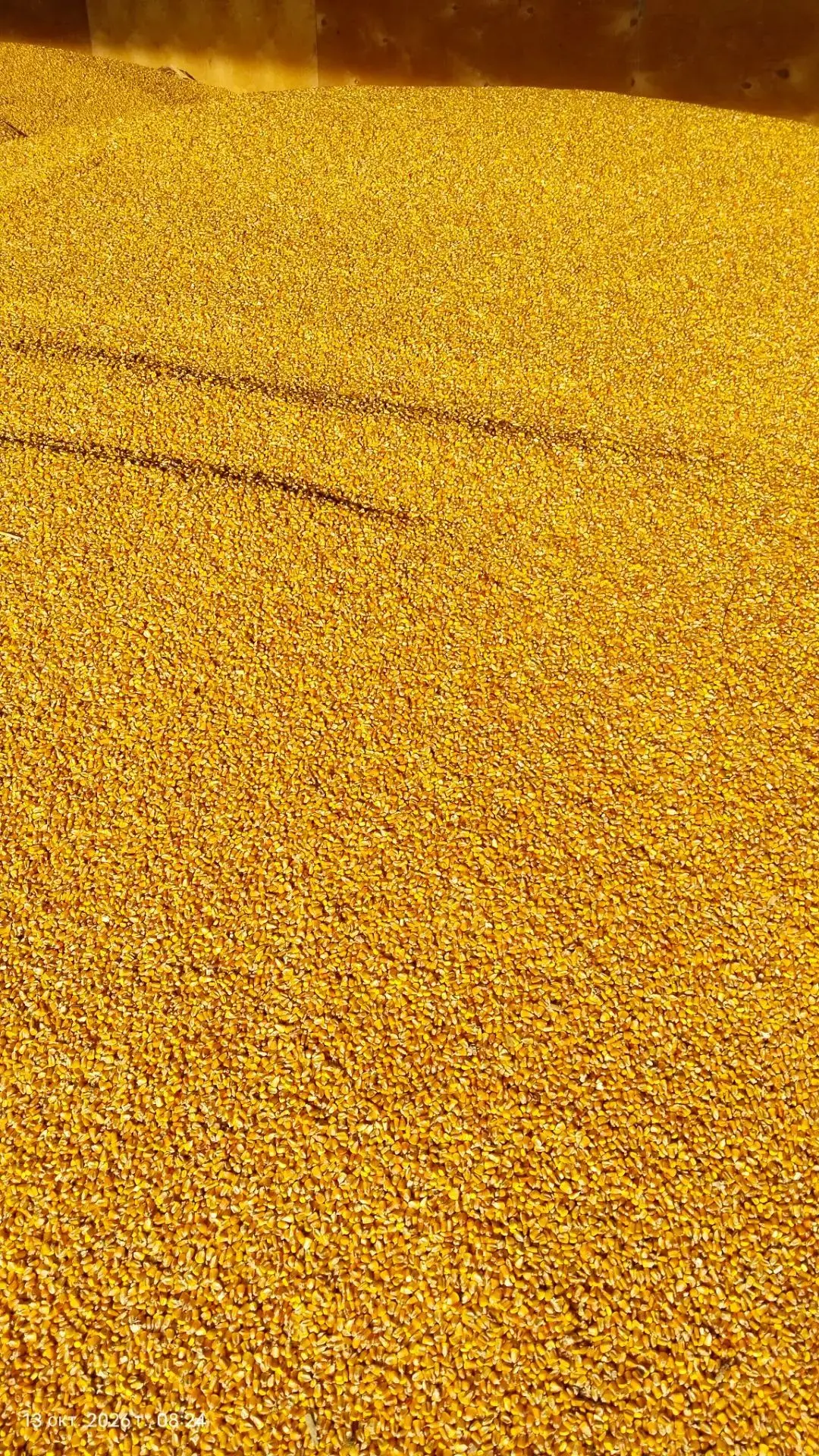 Продаю 🌽 кукурузу урожай 2026г чистая, сухая по 14р за кг самонабор и самовывоз.Тимаше...