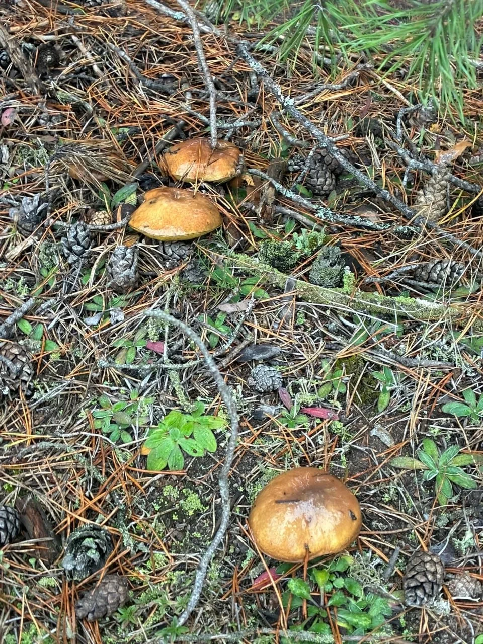 🍄 Грибной сезон в Тверской области