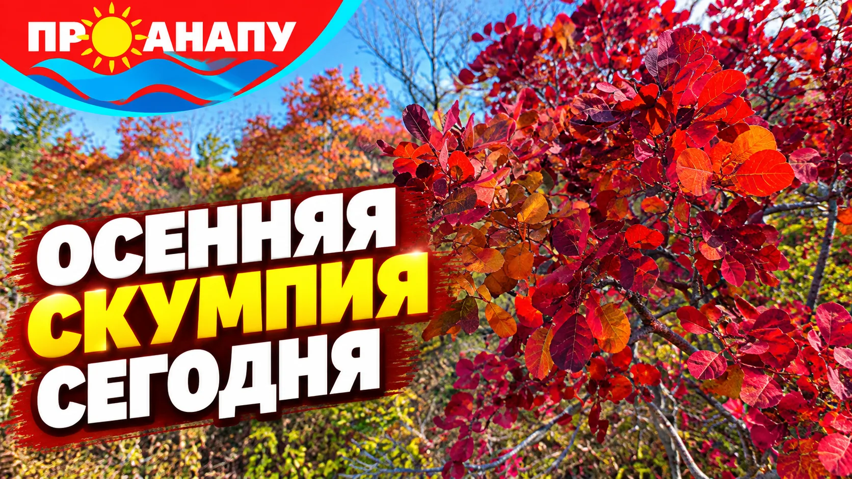 Осенняя Анапа в ярких красках: скумпия окрасилась в багряные оттенки