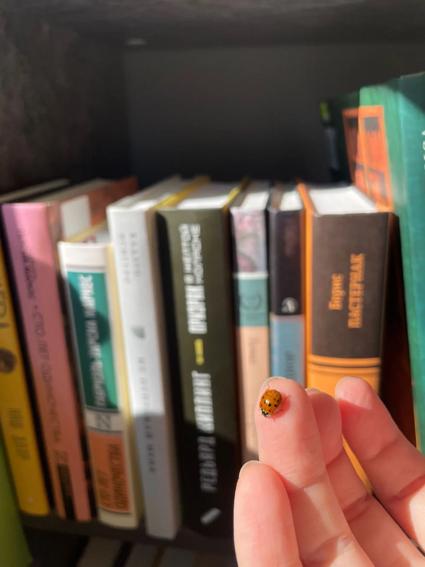 🐞Крошечный посетитель «Багульника» передаёт вам привет и советует не мёрзнуть на улице...