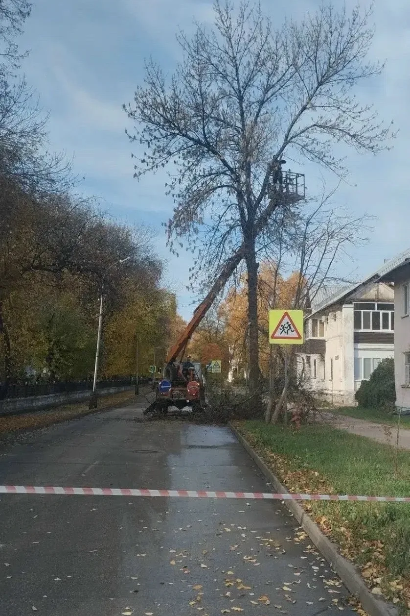 🌳 В Салавате спилили сухие и аварийные деревья
