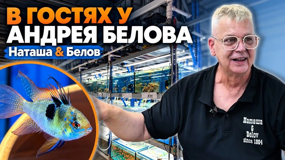 В гостях у Андрея Белова (Наташа & Белов) | Аквариумные истории - спецвыпуск!