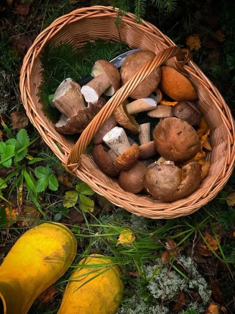 🌲 Поход в лес в Чайковском районе Пермского края