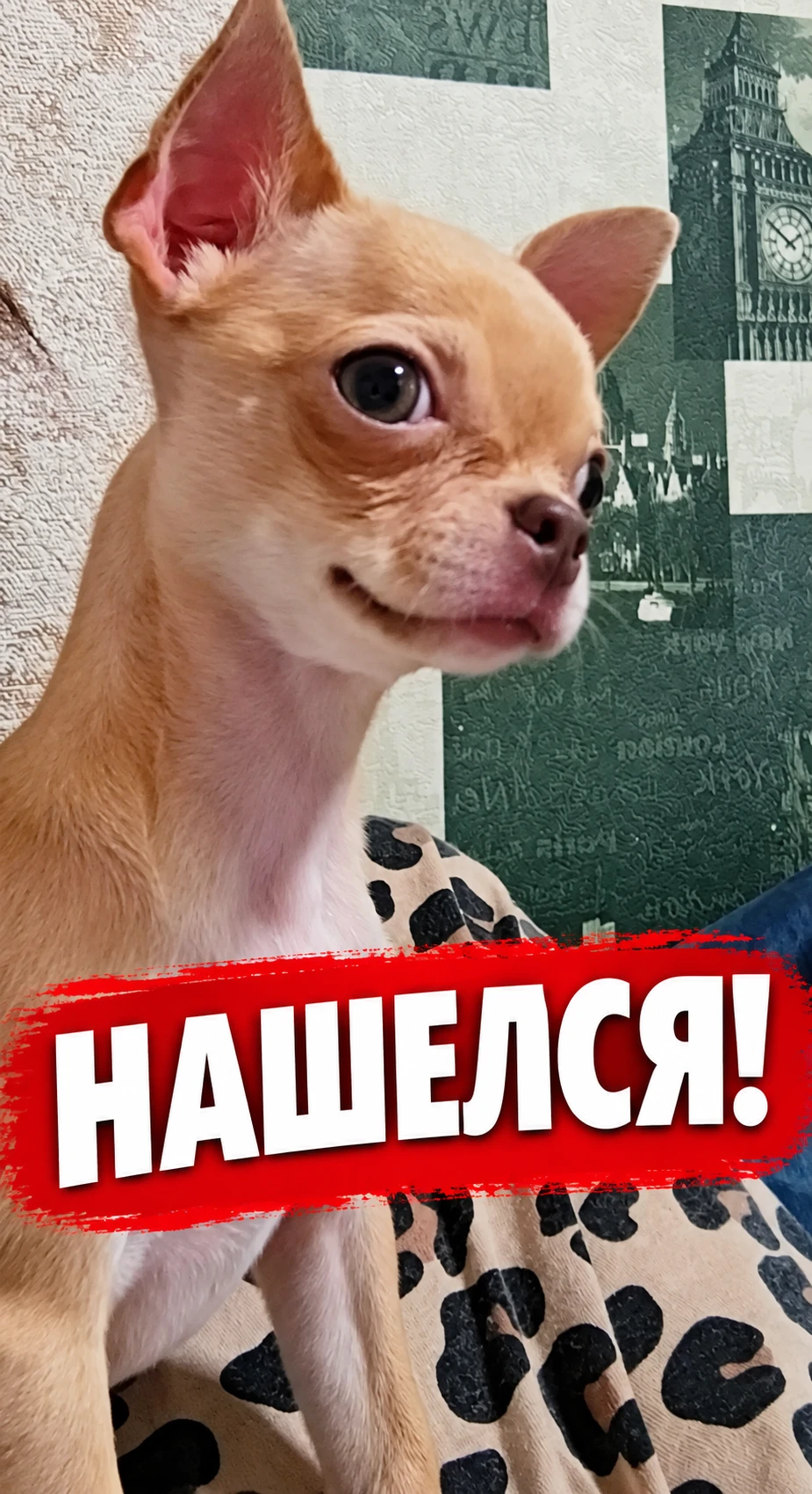 ХОРОШИЕ НОВОСТИ! СОБАЧКА НАШЛАСЬ!