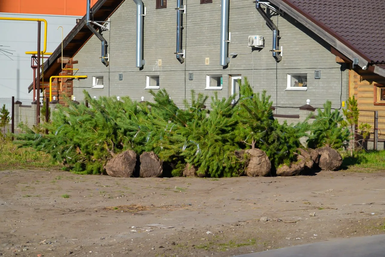 🌲Общественное пространство по улице Шумакова, 9 продолжают озеленять