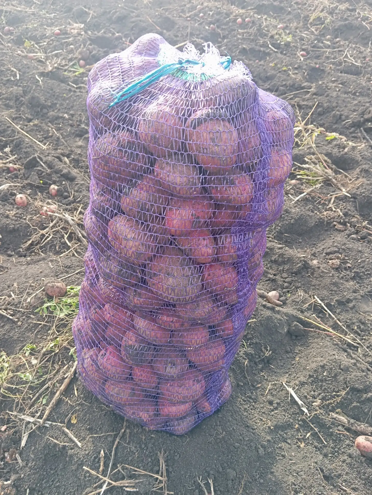 Продаём картофель. Отличные вкусовые качества, хорошая лежкость под зиму. 35 рублей/кг.