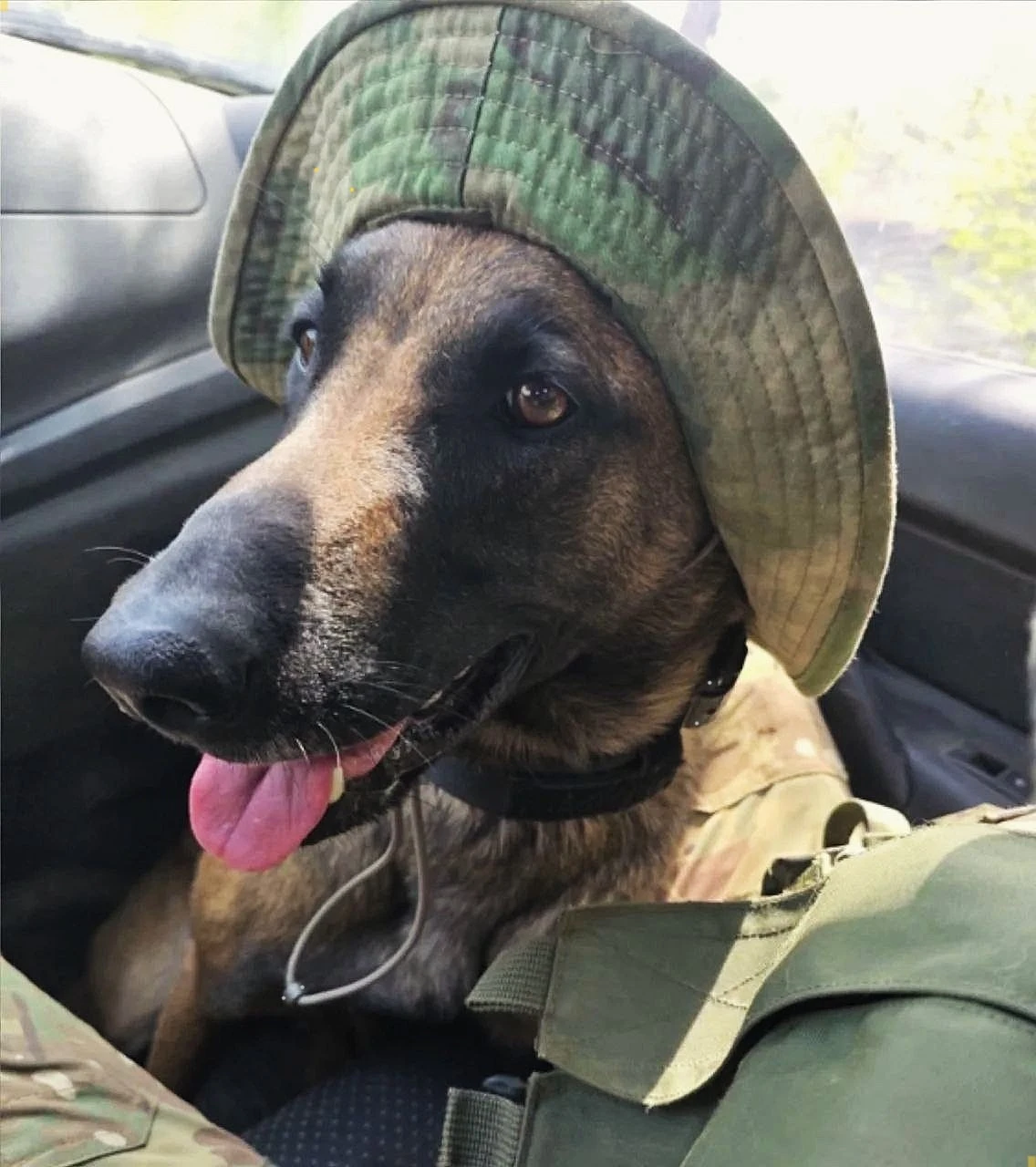 Привет подписчикам и пожелания бодрого утра передаёт Барди 🐾 С боевого задания едет от...